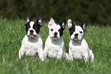 BOULEDOGUE FRANCAIS 1002